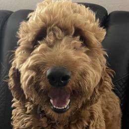 Dolly - Goldendoodle