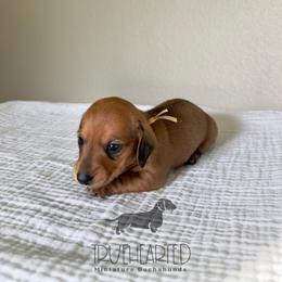 Monica - Red female Dachshund puppy in Royse City, Texas from Truehearted Miniature Dachshunds