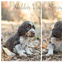 Rex - Tri-Roan male English Springer Spaniel puppy in Westminster, South Carolina from Hidden Valley Springers