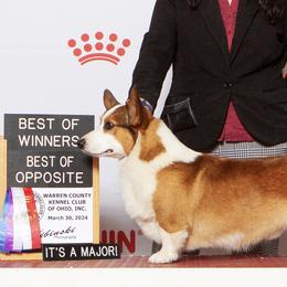 Otis - Pembroke Welsh Corgi