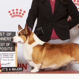 Otis - Pembroke Welsh Corgi