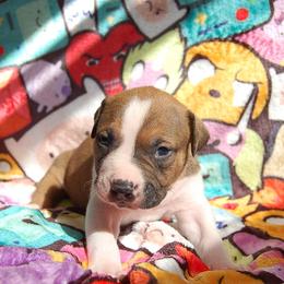 Yellow Collar girl - Fawn sable female American Bully puppy in Sandy Hook, Connecticut from Fia Bullies