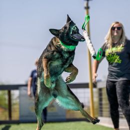 Leo - German Shepherd