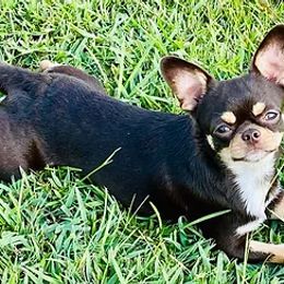 Chihuahuas from TwinsRUschihuahuas.com