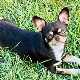 Chihuahuas from TwinsRUschihuahuas.com