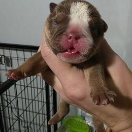 Female 4 - Chocolate tri-color female Bulldog puppy in Warsaw, New York from Hillview Kennels