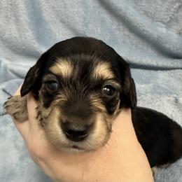 Kirin - Black and cream female Dachshund puppy in Memphis, Tennessee from River City Doxies