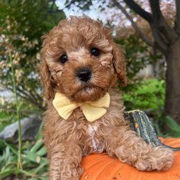 Pika - Apricot male Cavapoo puppy in West Jordan, Utah from Ruby's Cavapoos
