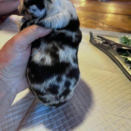 Miniature Australian Shepherd Puppies from Kusch Farm Mini Aussies