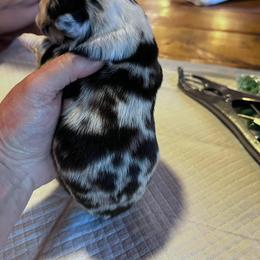 Miniature Australian Shepherd Puppies from Kusch Farm Mini Aussies