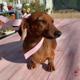 Ellie - Sable female Dachshund puppy in California from Kindle & Burrow Dachshunds