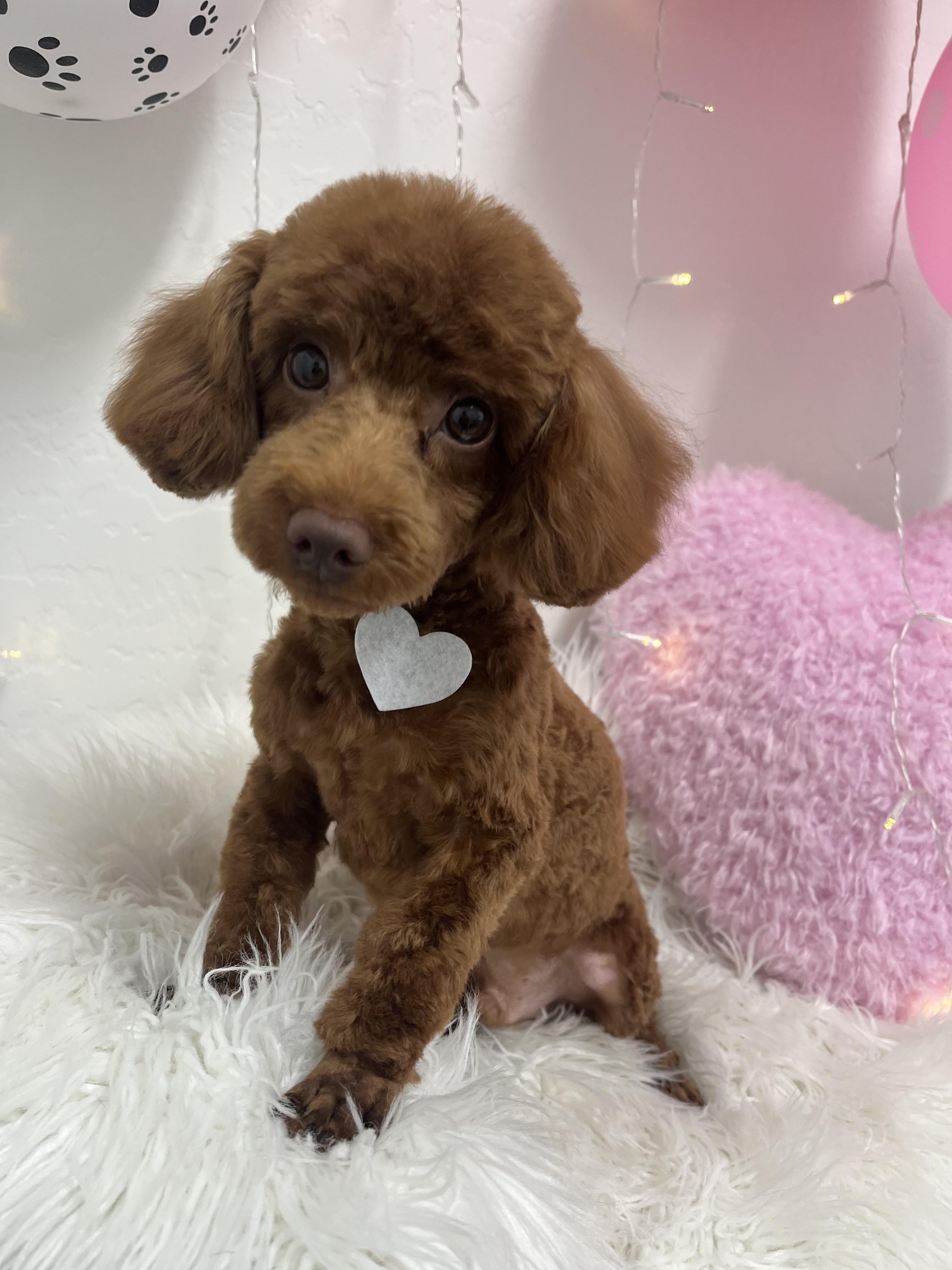 Peanut