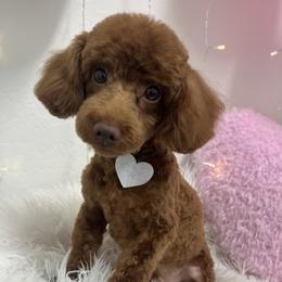 Peanut - Poodle