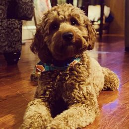 Archer  - Goldendoodle