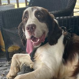 English Springer Spaniels from Sherrouse English Springer Spaniels