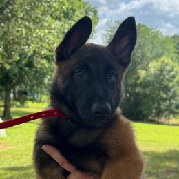 Red - Fawn male Belgian Malinois puppy in Westminster, South Carolina from Fromage Malinois