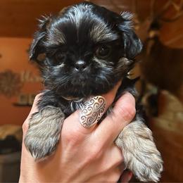 Waffles - Black and tan male Shih Tzu puppy in Nekoosa, Wisconsin from Brox Acres House of Fur LLC