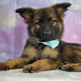 German Shepherd Puppies from Raven Oak's Shepherds