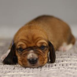Tate - Tan and white male Basset Hound puppy in Idaho from Welcome Home Bassets