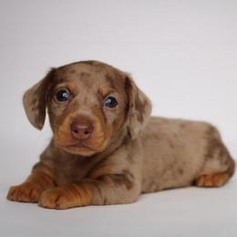 Biscoff - Dapple female Dachshund puppy in Red Bud, Illinois from Midwest Miniature Dachshunds