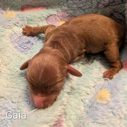 Gaia - Red female Cockapoo puppy in Sunset, Louisiana from Cano Cockapoos