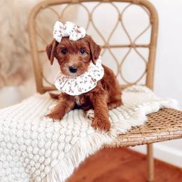 Ruby - Red  female Goldendoodle puppy in Chesapeake, Virginia from Buck's Pups