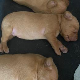 Boy 1 - Golden rust male Vizsla puppy in Chipley, Florida from GT Gundogs