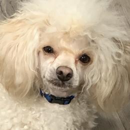Aussiedoodles, Poodles, and Yorkshire Terriers from Scroggins Creek Doodles