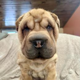 Pumpkin - Red fawn female Chinese Shar-Pei puppy in China, Michigan from Blackwitch Farms