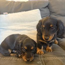 Dachshund Puppies from Birkin’ Paws