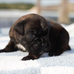 Valor - Brindle male Boxer puppy in Warsaw, New York from Hillview Kennels