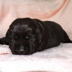 Ocean - Chocolate female Labrador Retriever puppy in Camden, Indiana from Camden's Caring Canines