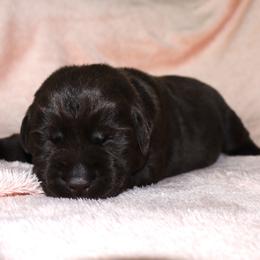 Ocean - Chocolate female Labrador Retriever puppy in Camden, Indiana from Camden's Caring Canines