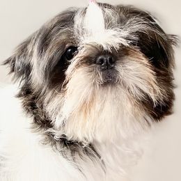 Shih Tzus from Stargazer Shih Tzu