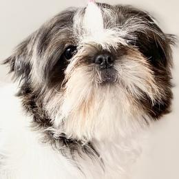 Shih Tzus from Stargazer Shih Tzu
