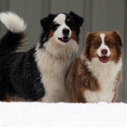 Australian Shepherds from Collinswood Australian Shepherds