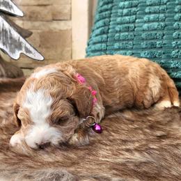 Meet Mariah :) - Red female Cavapoo puppy in Centerville, Iowa from Barnyard Dachshunds, Dals & Doodles
