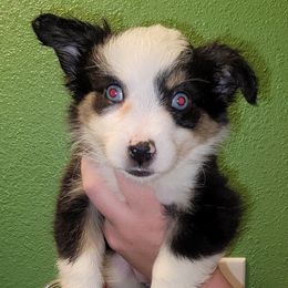 The Cranberries - Black tri female Toy Australian Shepherd puppy in Rush, Colorado from Within The Nile Aussies LLC