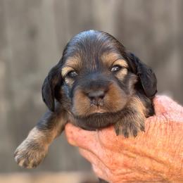 Scarlett - Red female Dachshund puppy in California from Longboard Dachshunds
