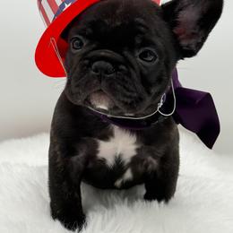 Delilah - Brindle female French Bulldog puppy in Largo, Florida from Big Daddy Frenchies