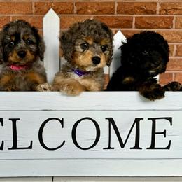 Australian Labradoodle, Bernedoodle, Cavapoo, and Poodle Puppies from Walk with Me Doodles