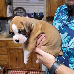Boy 2 - Fawn Boxer puppy in Wichita Falls, Texas from Grammy’s Boxer Babies