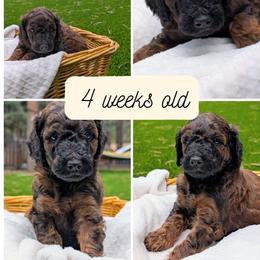 Rocky Road - Phantom male Goldendoodle puppy in Flagstaff, Arizona from Pat's Poodle Pups & Moore