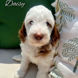 Girl- Daisy - Parti female Goldendoodle puppy in Ozark, Missouri from Halo Doodles