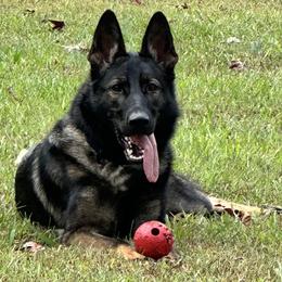 Kai - German Shepherd