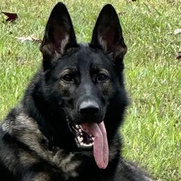 Kai - German Shepherd