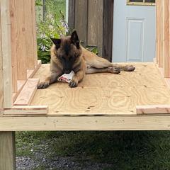 Belgian Malinois All Grown Up from Detto Fatto Malinois