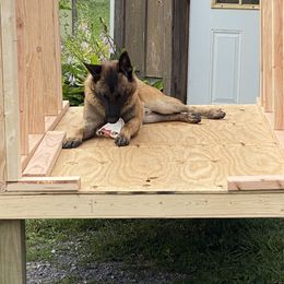 Belgian Malinois All Grown Up from Detto Fatto Malinois