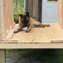 Belgian Malinois All Grown Up from Detto Fatto Malinois
