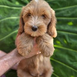 Roe's Yellow Boy - Apricot male Goldendoodle puppy in Brea, California from River Doodles